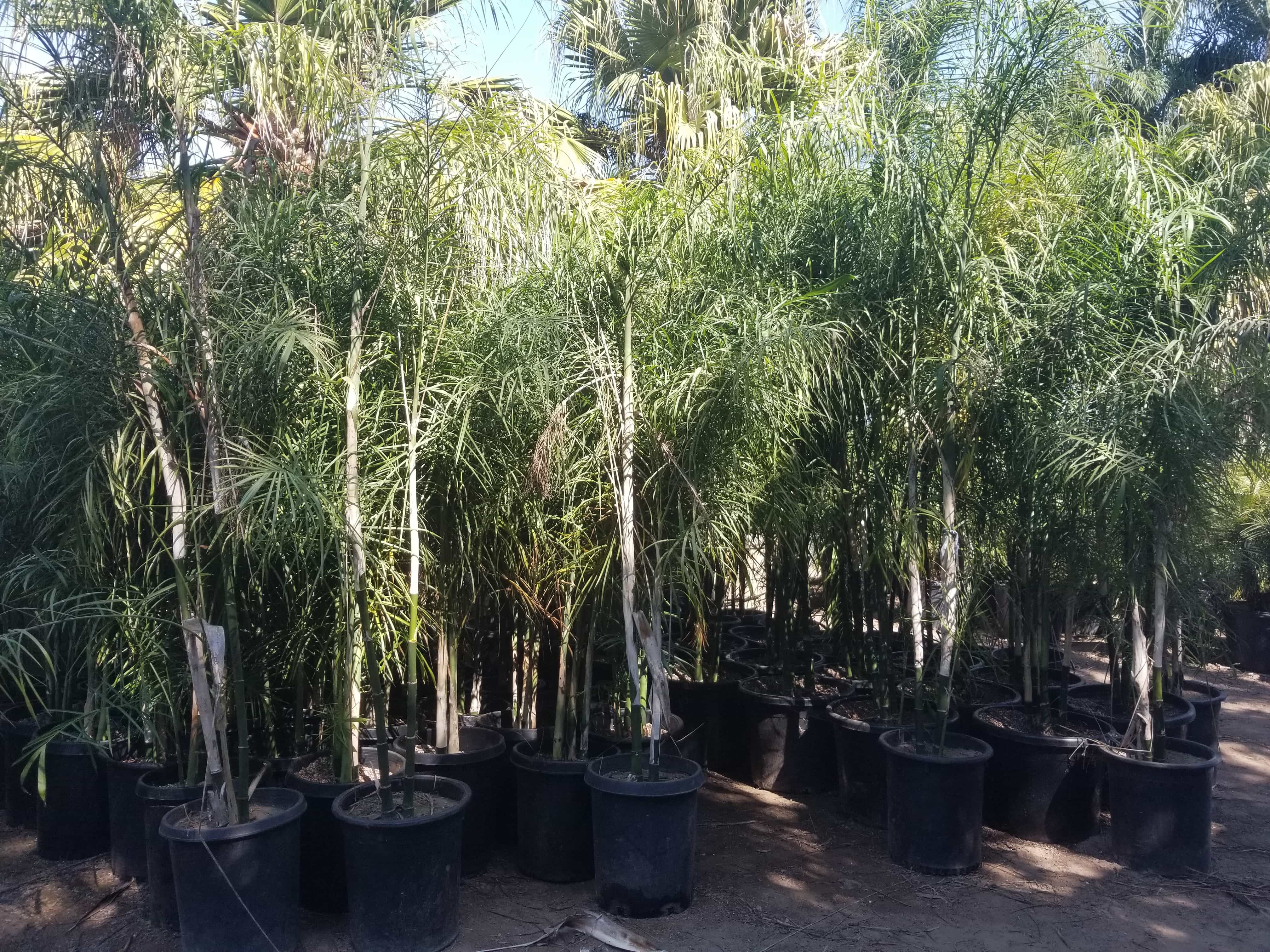 Chamaedorea plumosa — Baby Queen Palm — Sea Crest Nursery
